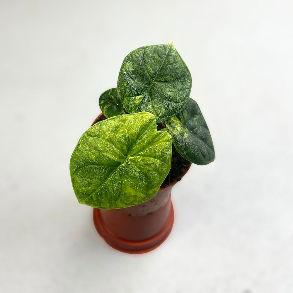 Alocasia Melo Aurea Variegata - Downtown Plant Club