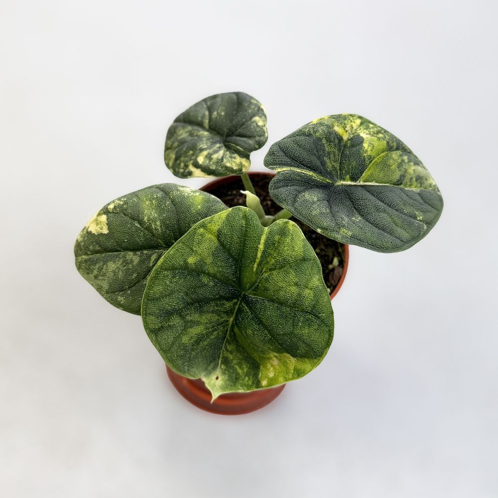 Alocasia-Melo-Aurea-C-Downtownplantclub
