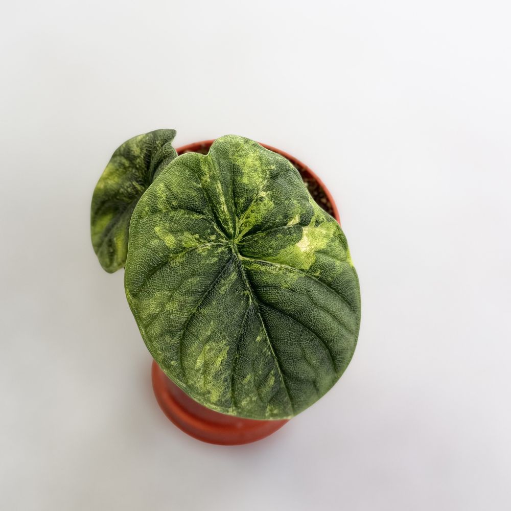 Alocasia-Melo-Aurea-D-Downtownplantclub