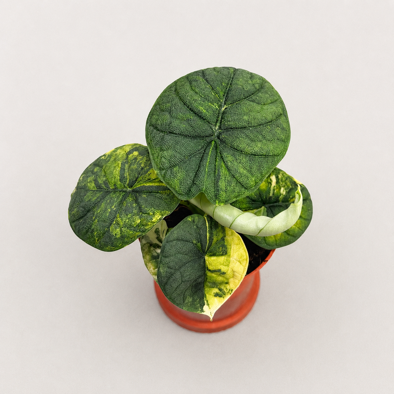 Alocasia Melo Aurea by Downtown Plant Club