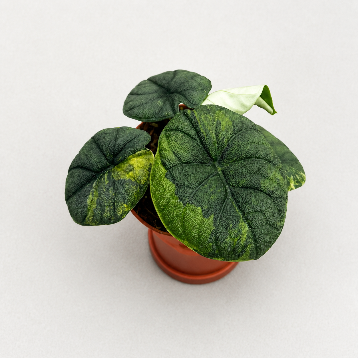 Alocasia Melo Aurea by Downtown Plant Club