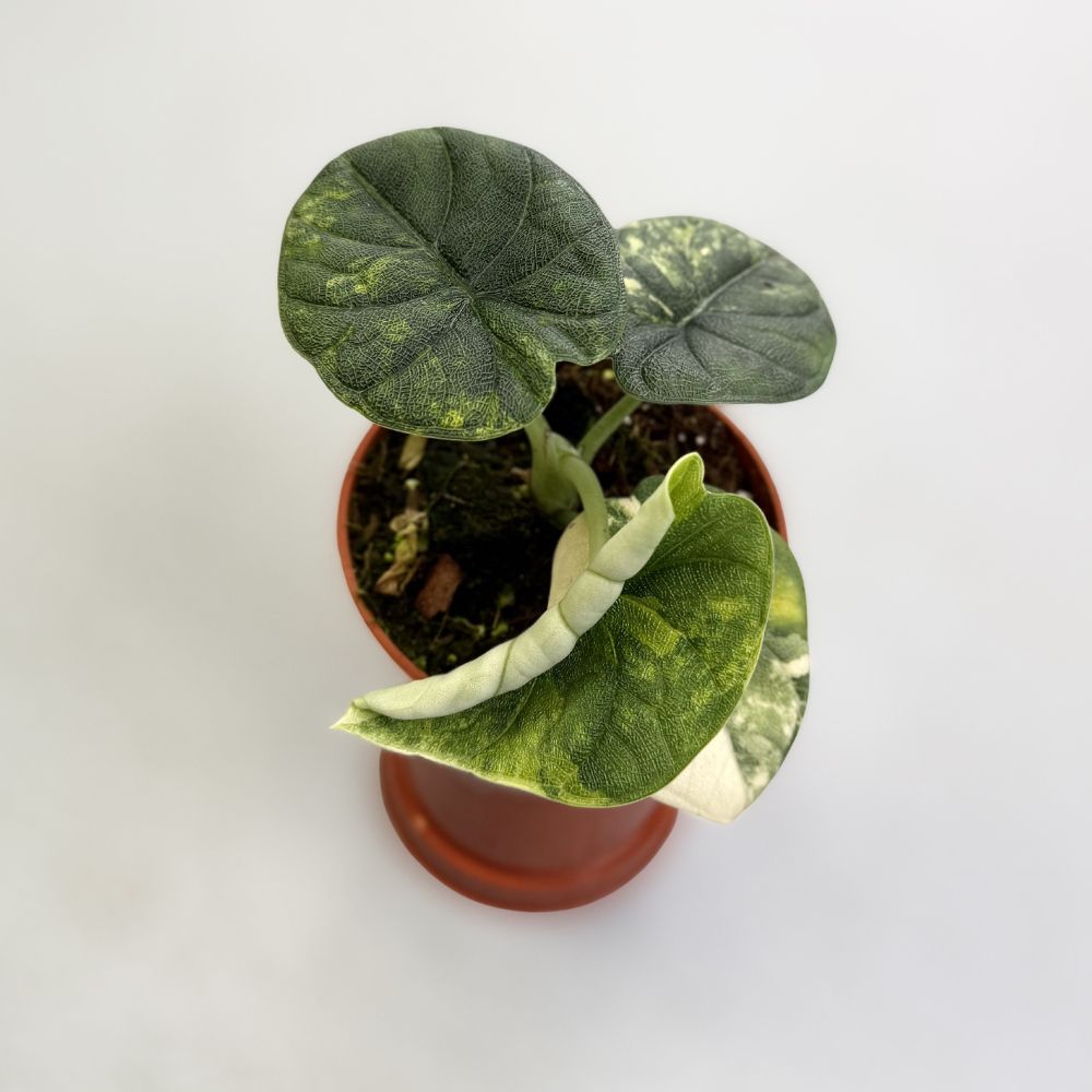 Alocasia-Melo-Aurea-E-Downtownplantclub