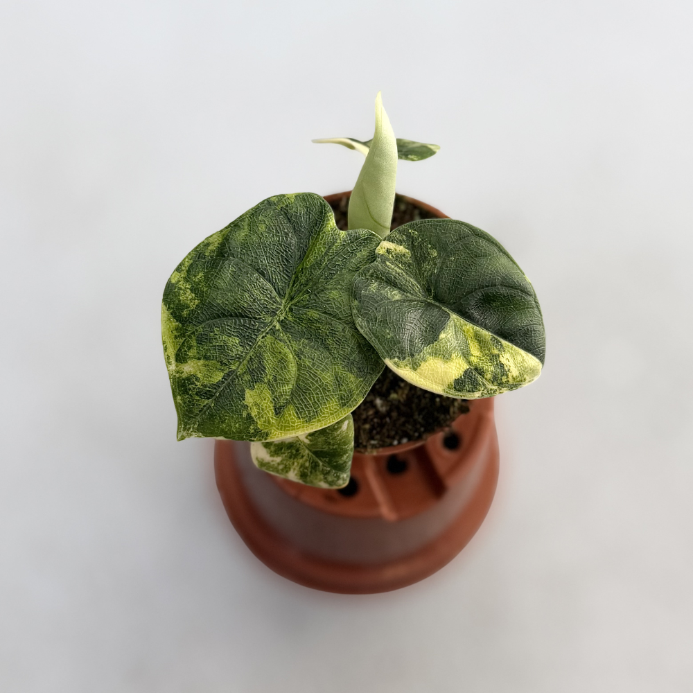 Alocasia Melo Aurea Variegata - Downtown Plant Club