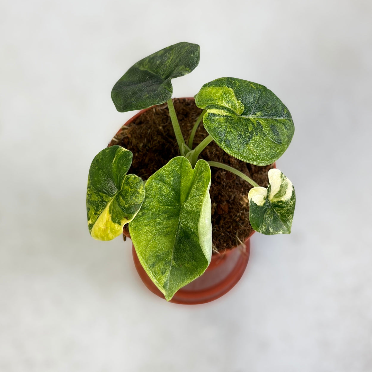 Alocasia Melo Aurea Variegata by Downtown Plant Club