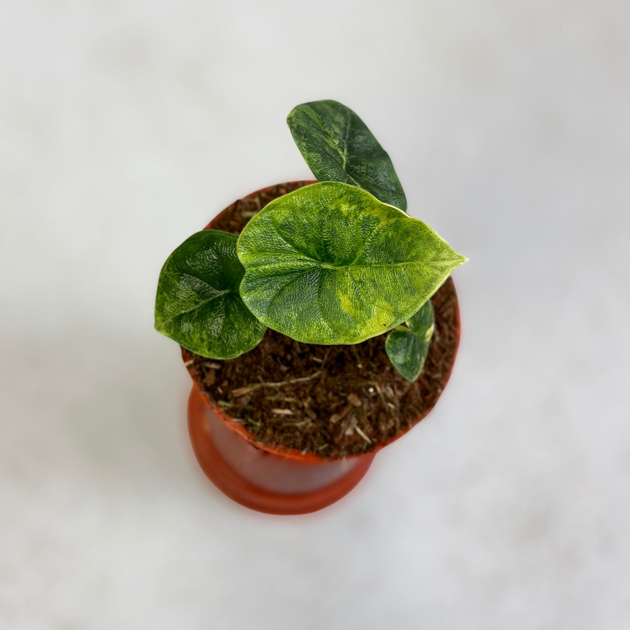 Alocasia Melo Aurea Variegata by Downtown Plant Club