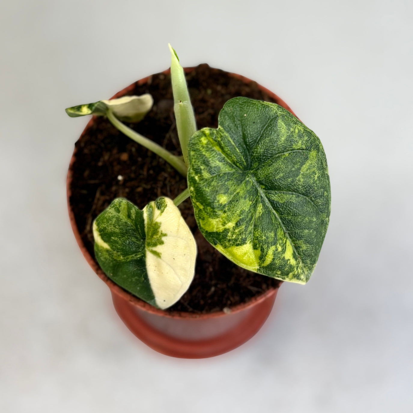 Alocasia Melo Aurea Variegata