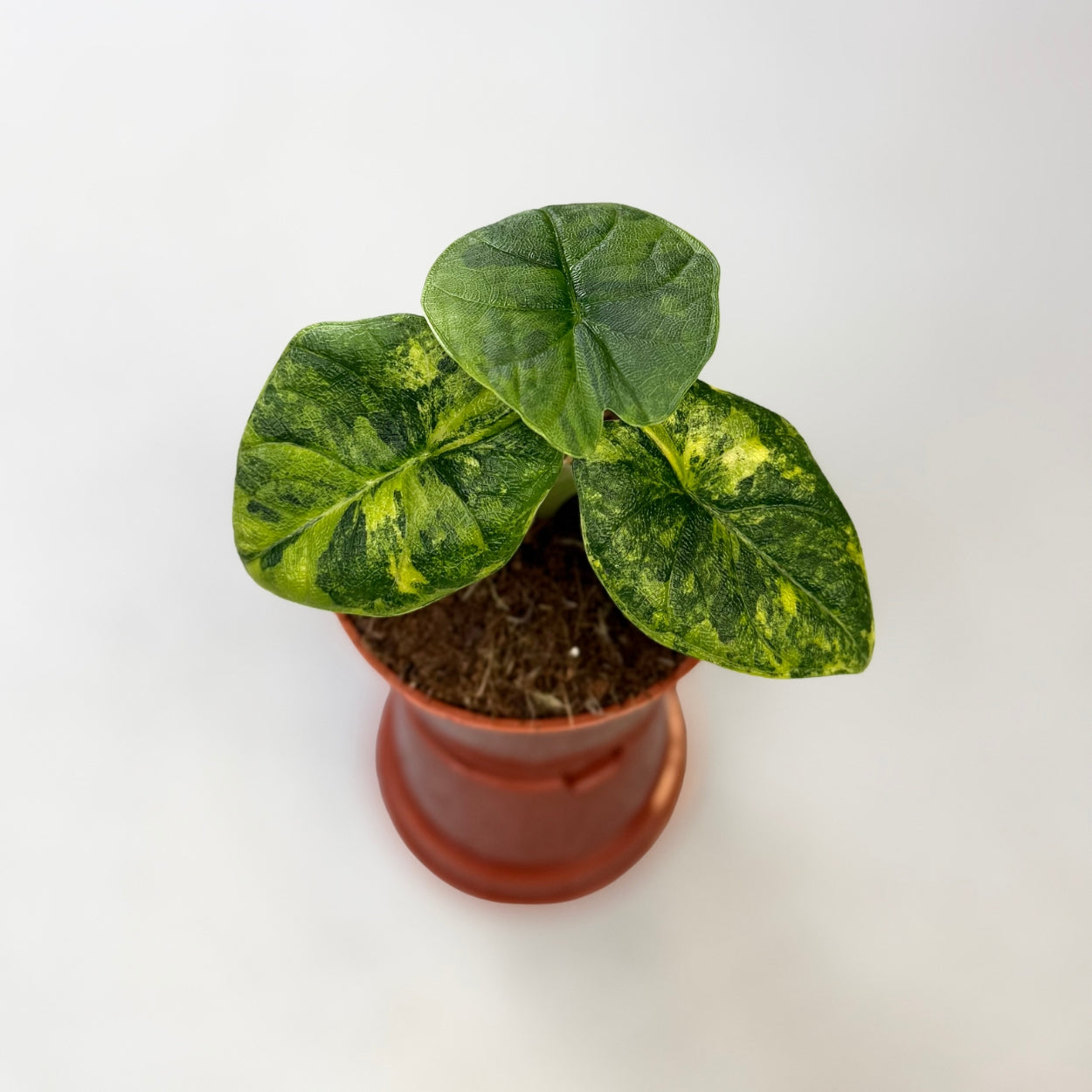 Alocasia Melo Aurea Variegata by Downtown Plant Club