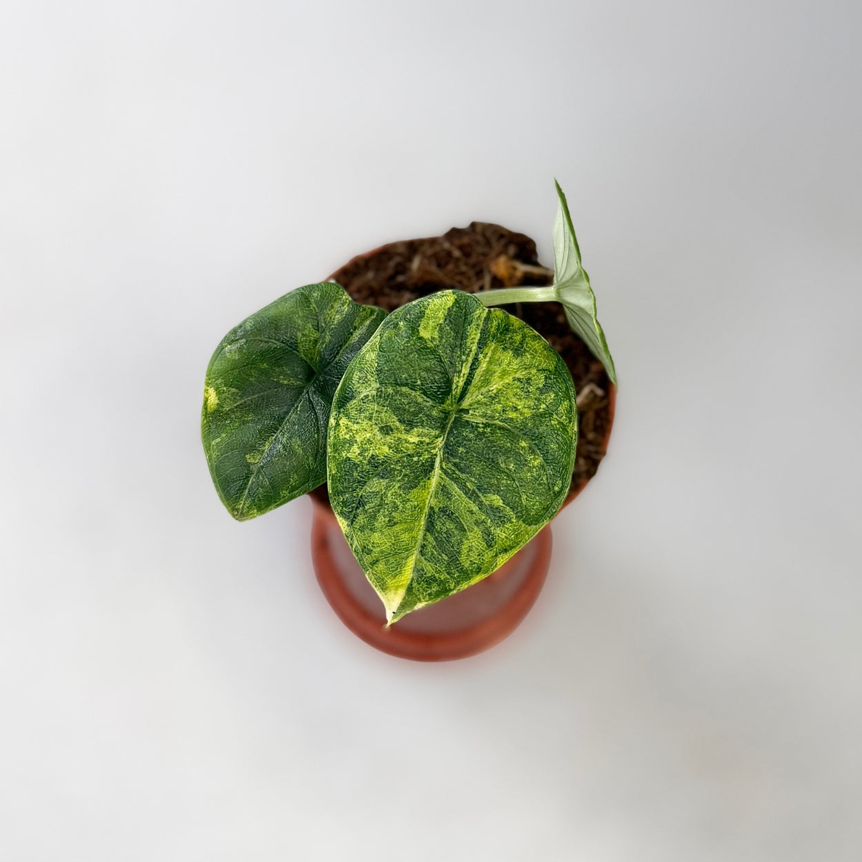 Alocasia Melo Aurea Variegata by Downtown Plant Club