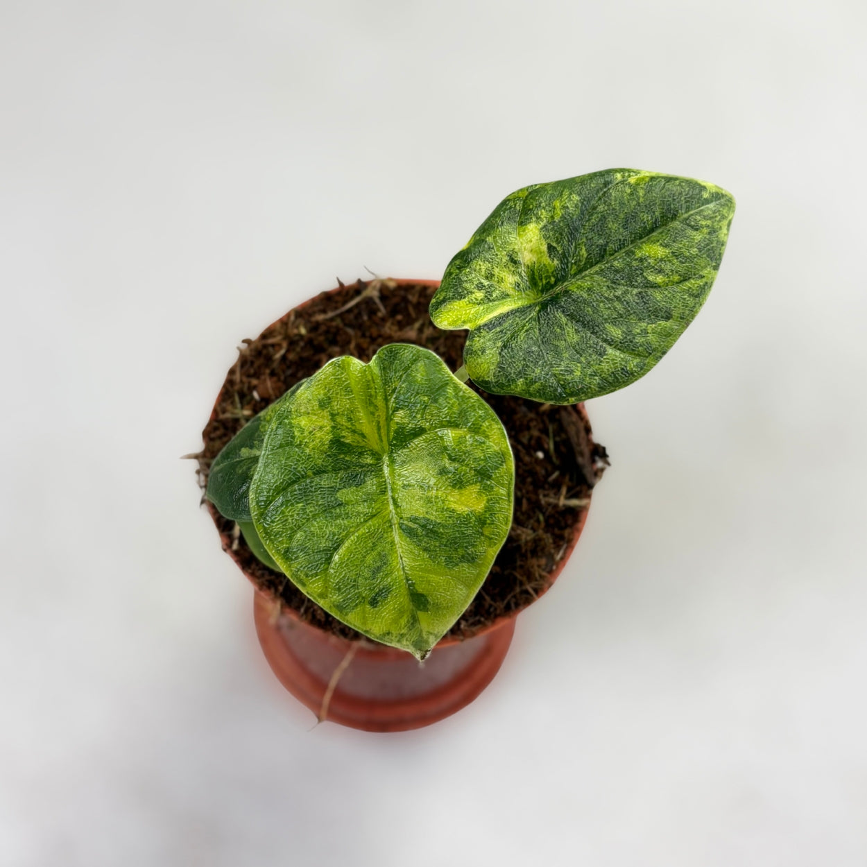 Alocasia Melo Aurea Variegata by Downtown Plant Club
