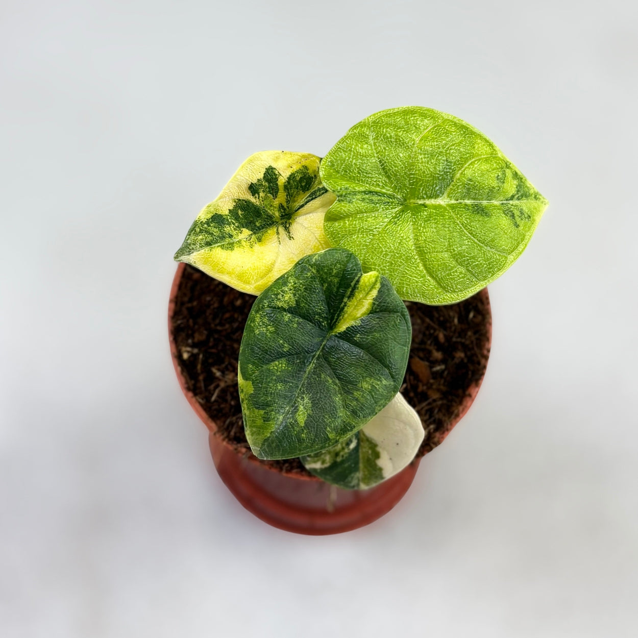 Alocasia Melo Aurea Variegata by Downtown Plant Club