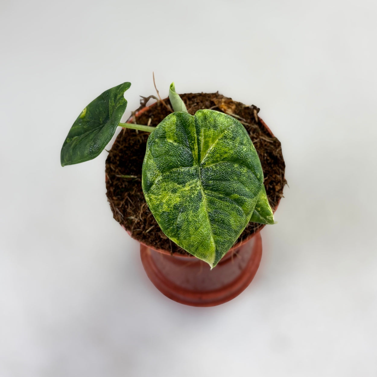 Alocasia Melo Aurea Variegata by Downtown Plant Club