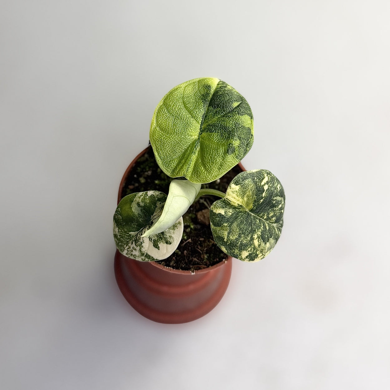 Alocasia Melo Aurea Variegata by Downtown Plant Club