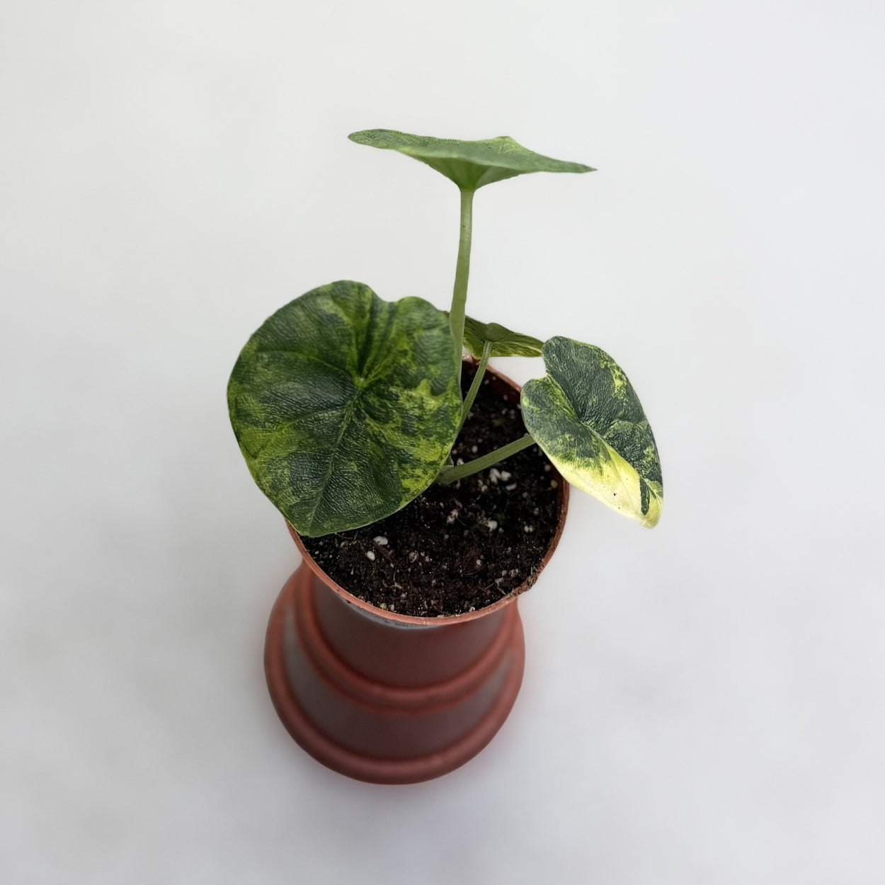 Alocasia Melo Aurea Variegata
