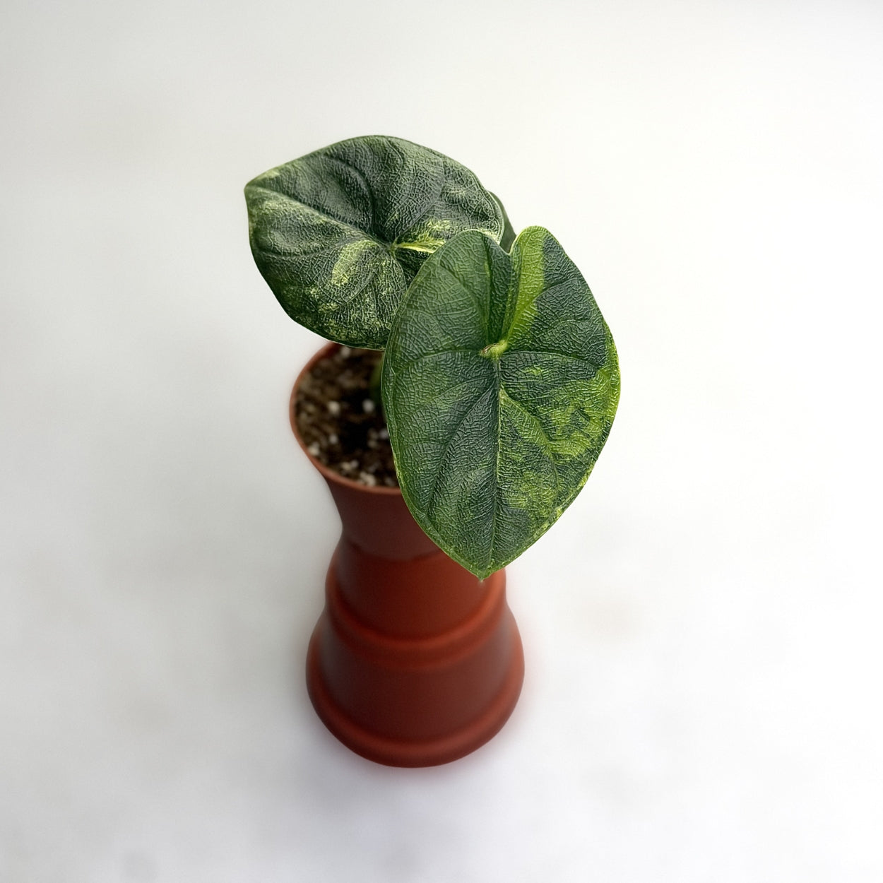 Alocasia Melo Aurea Variegata