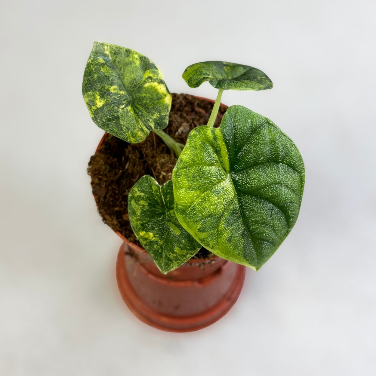Alocasia Melo Aurea Variegata