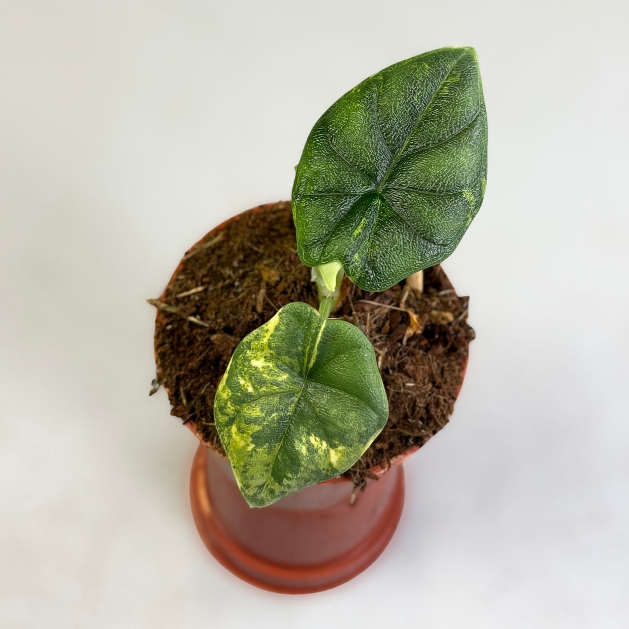 Alocasia Melo Aurea Variegata