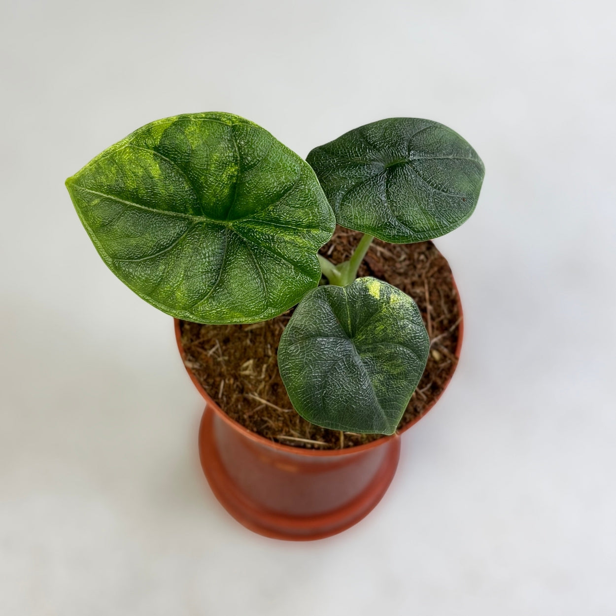 Alocasia Melo Aurea Variegata