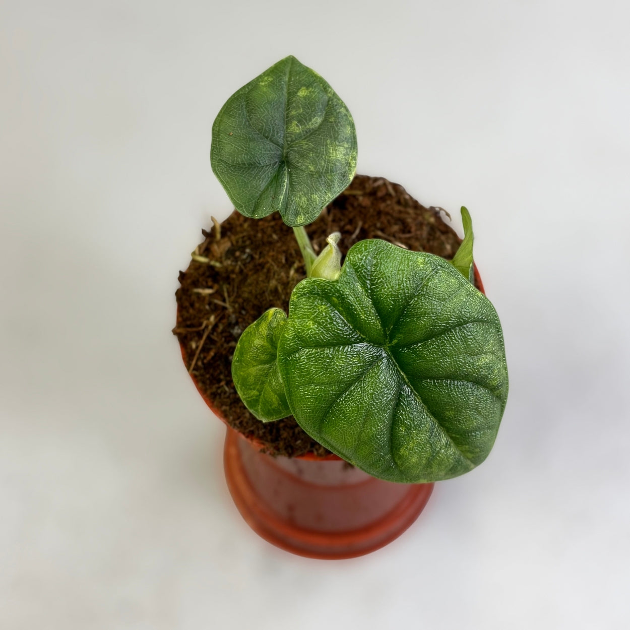 Alocasia Melo Aurea Variegata