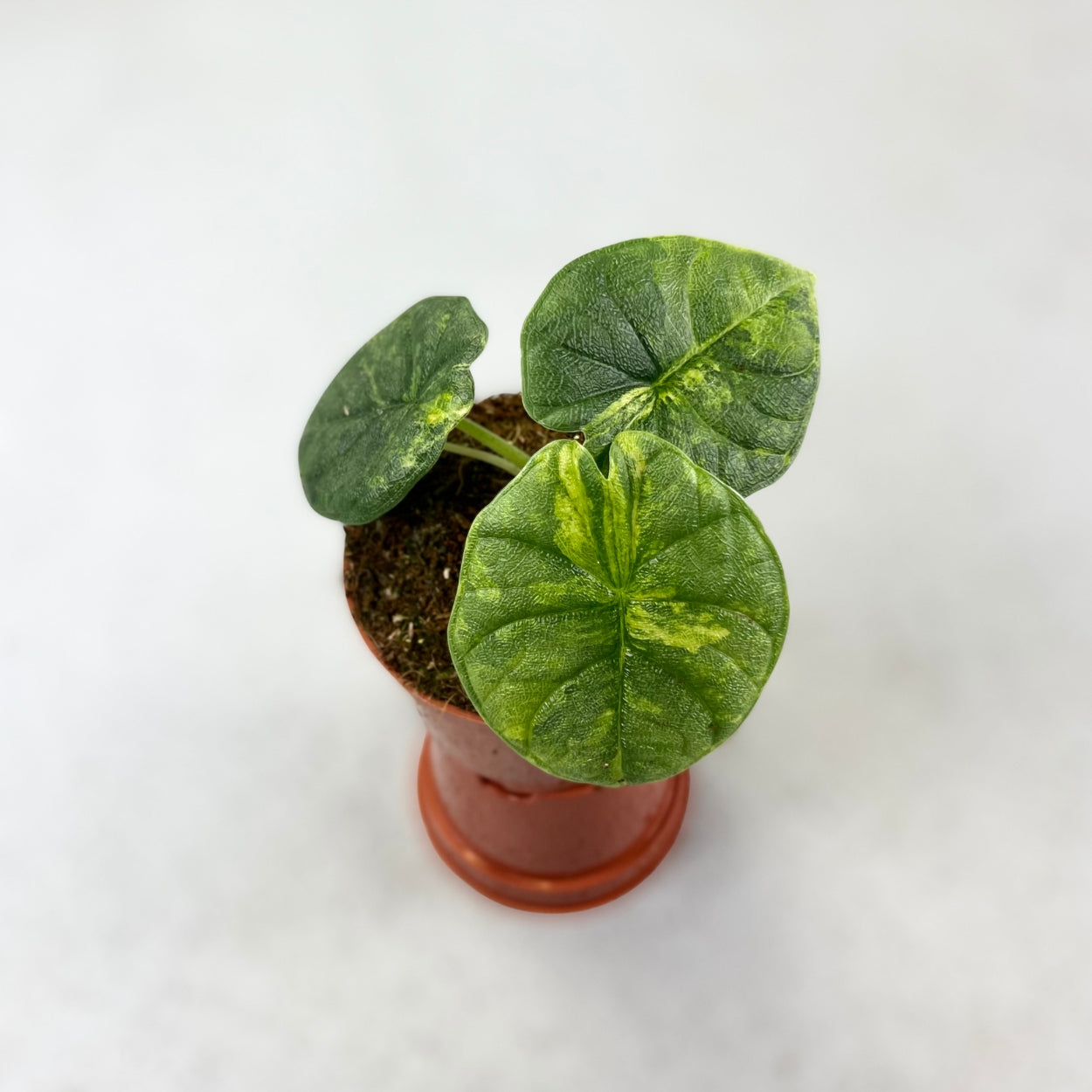 Alocasia Melo Aurea Variegata - Downtown Plant Club