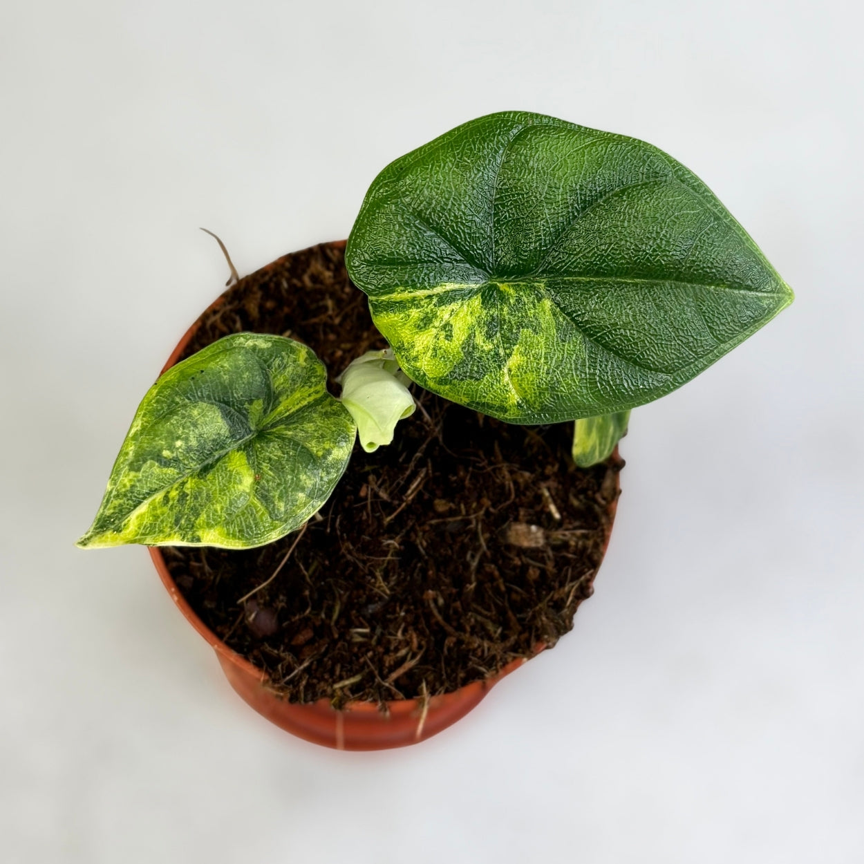 Alocasia Melo Aurea Variegata