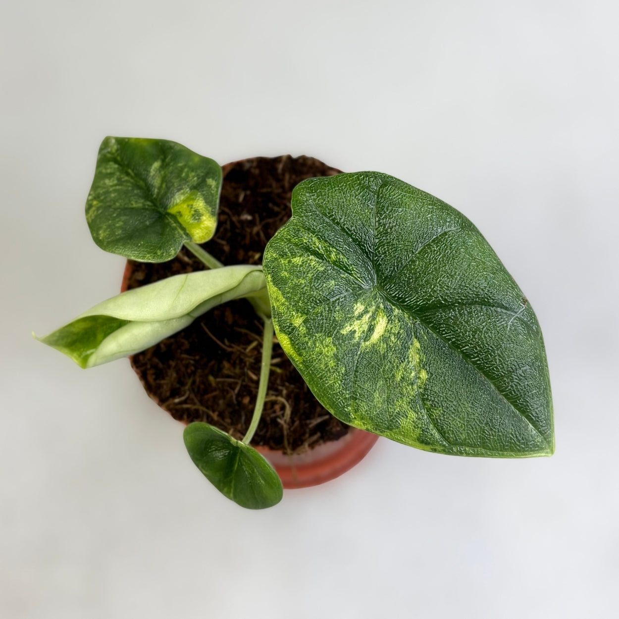 Alocasia Melo Aurea Variegata