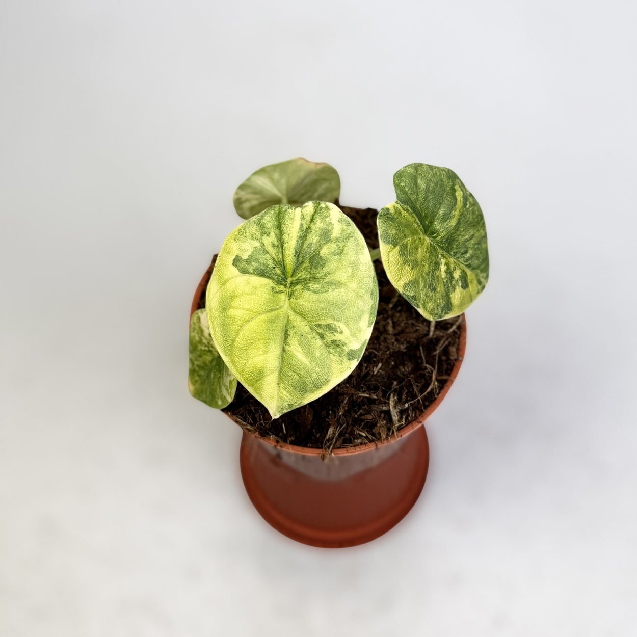 Alocasia Melo Aurea Variegata by Downtown Plant Club