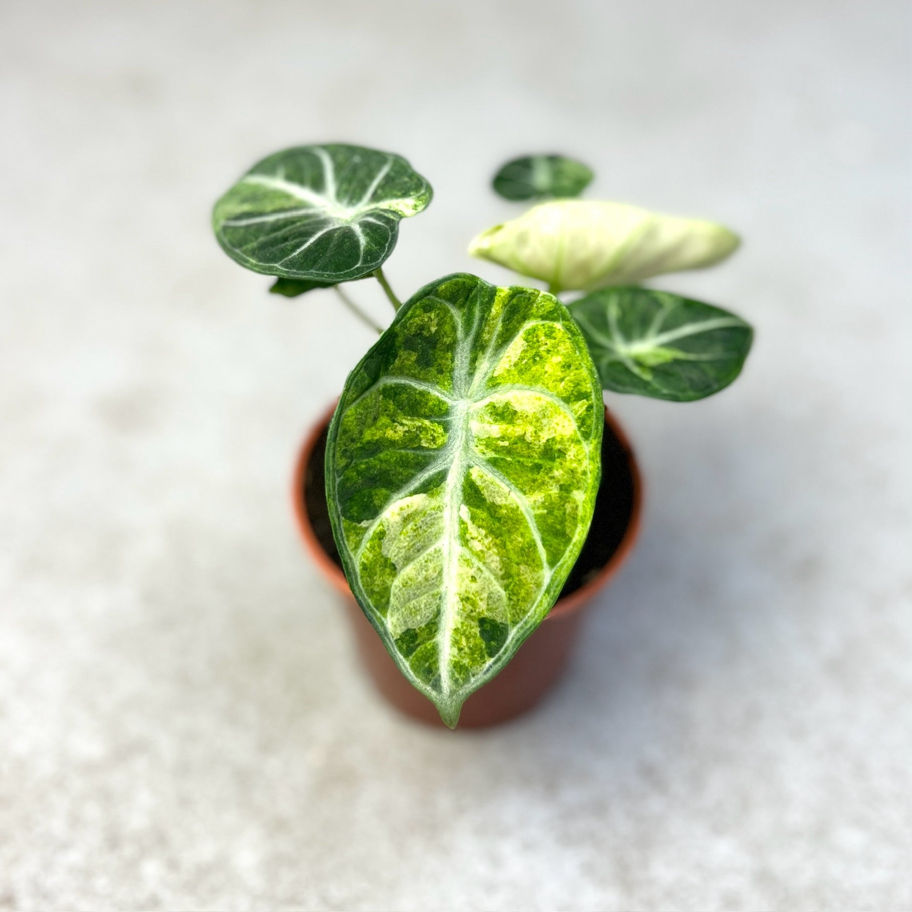 Alocasia Ninja Tricolor Variegata - Downtown Plant Club