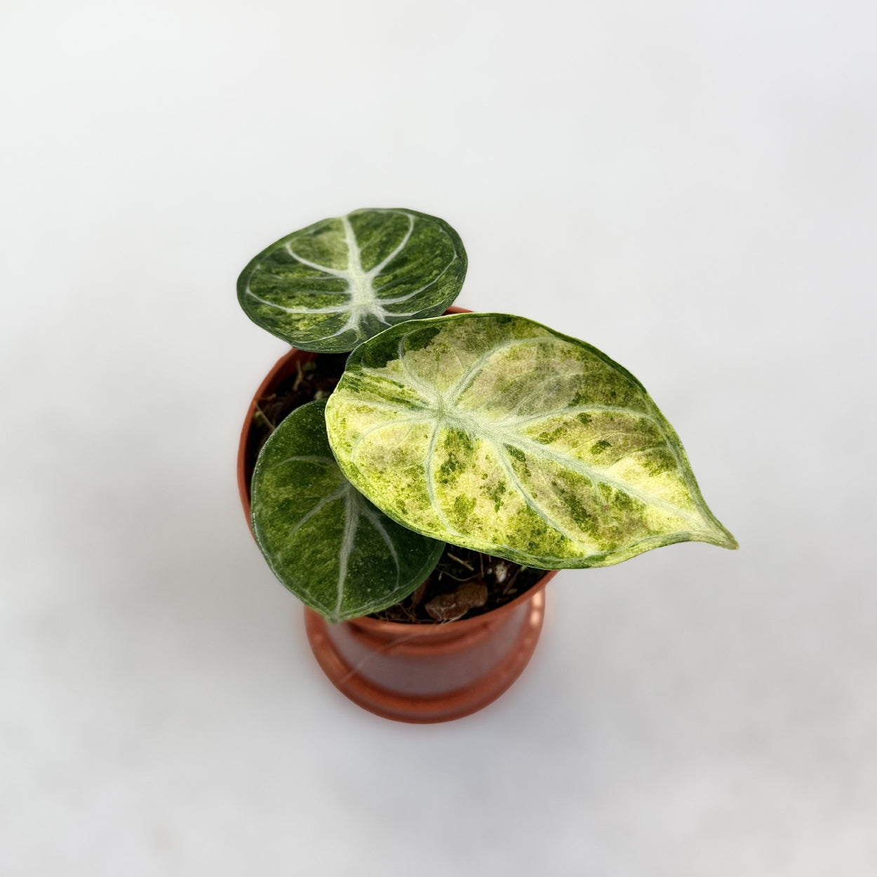 その他観葉植物 Alocasia Ninja Tricolor Variegata Alocasia-Ninja-Tricolor-