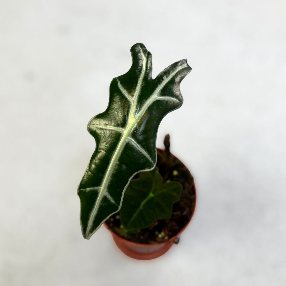 Alocasia Nobilis - Downtown Plant Club