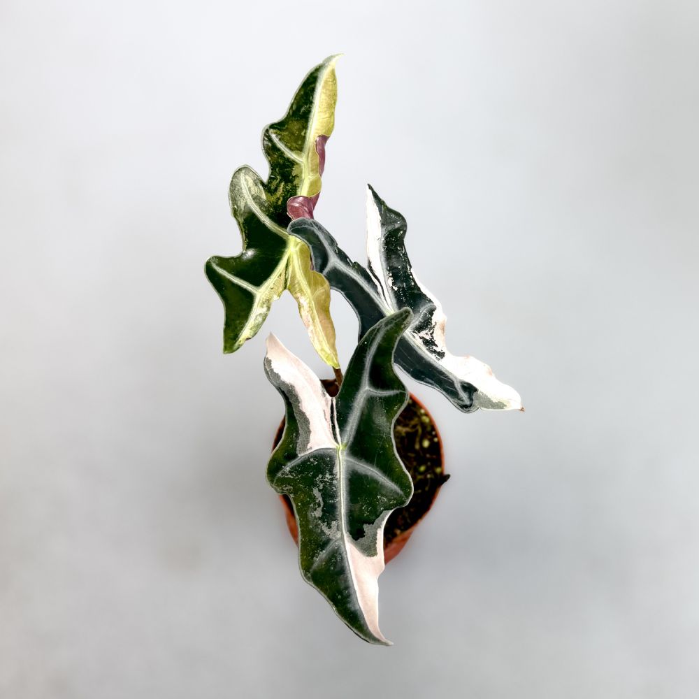 Alocasia Nobilis Pink Variegata by Downtown Plant Club