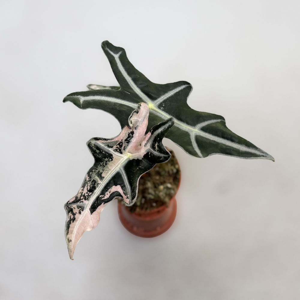 Alocasia Nobilis Pink Variegata - Downtown Plant Club
