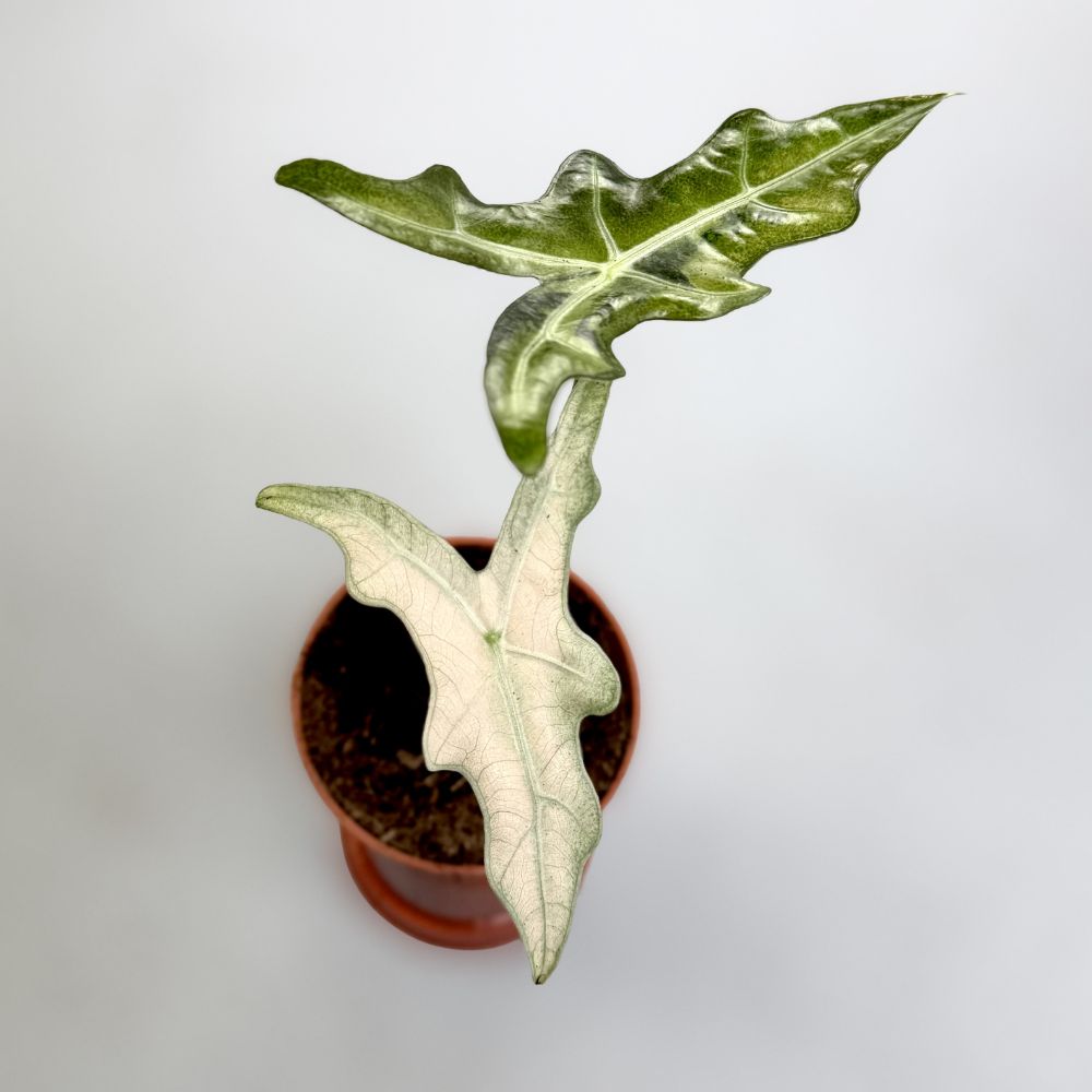 36(G1)Alocasia Nobilis Pink Variegated アロカシア・ノビリス