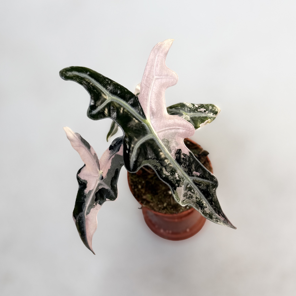 Alocasia Nobilis Pink Variegata