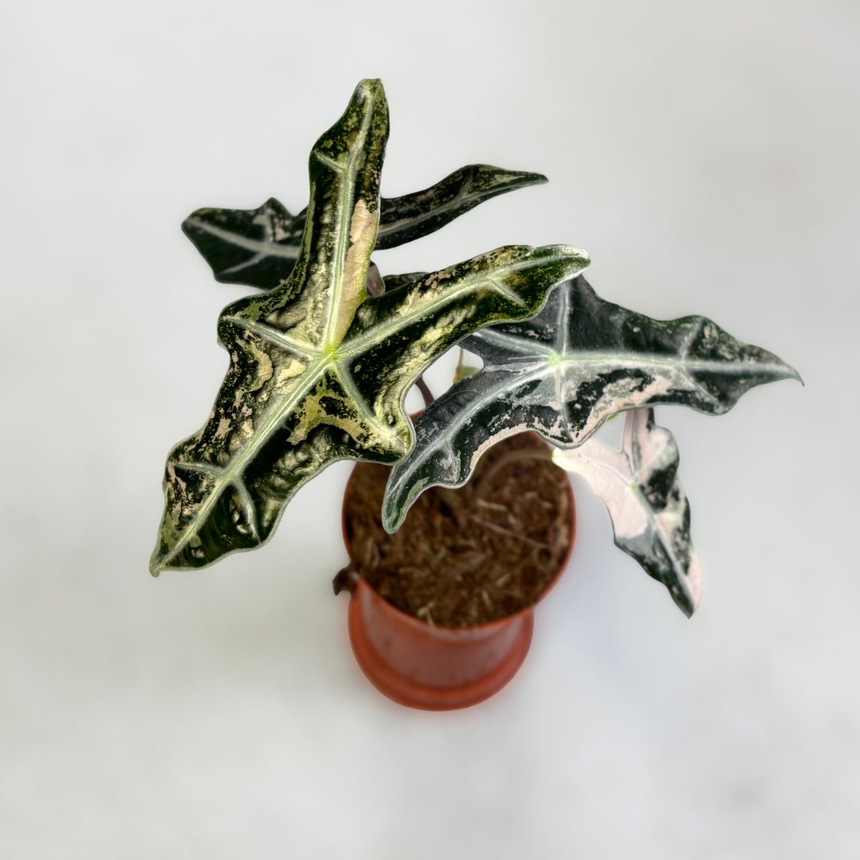 Alocasia Nobilis Pink Variegata