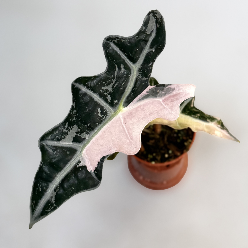 Alocasia Nobilis Pink Variegata