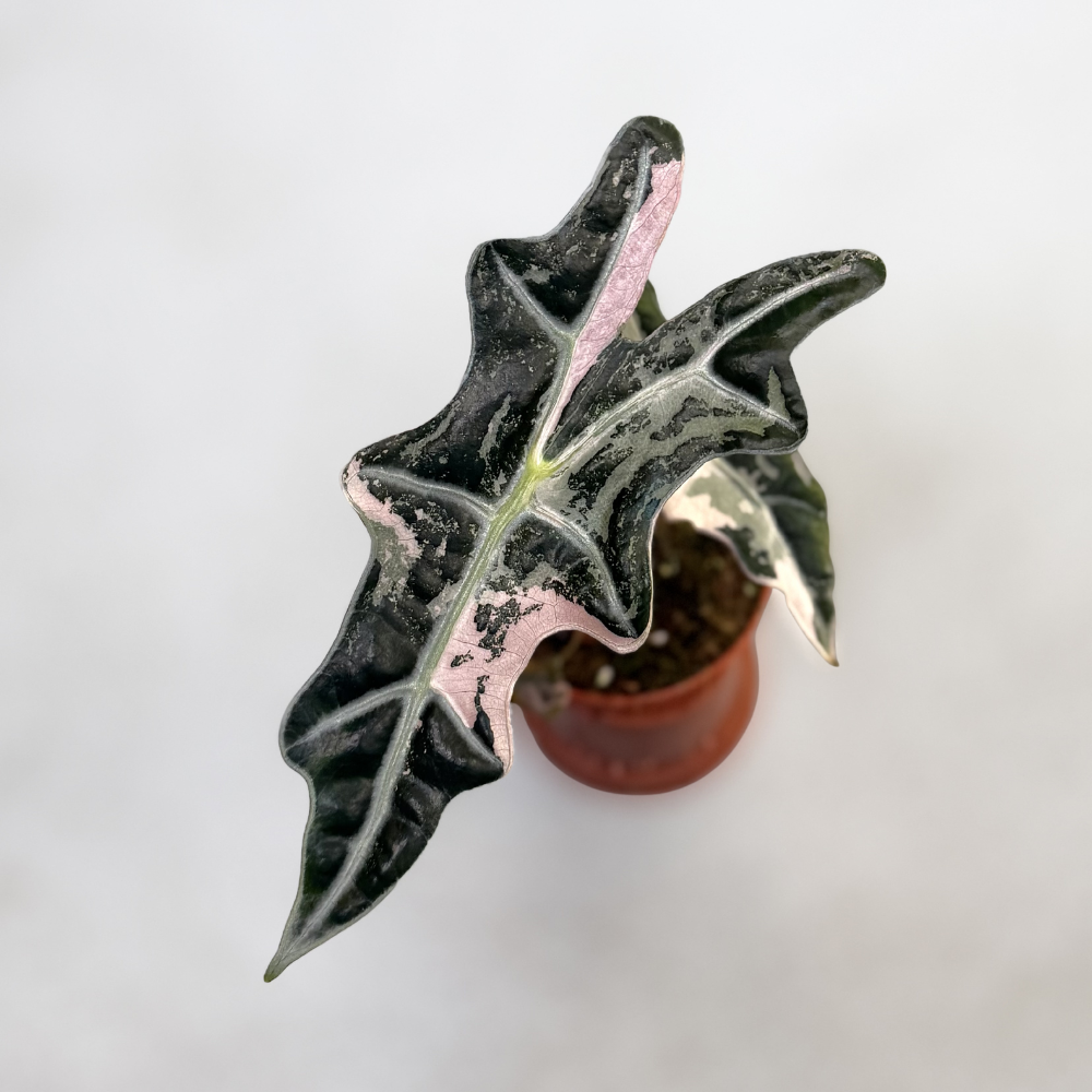 Alocasia Nobilis Pink Variegata