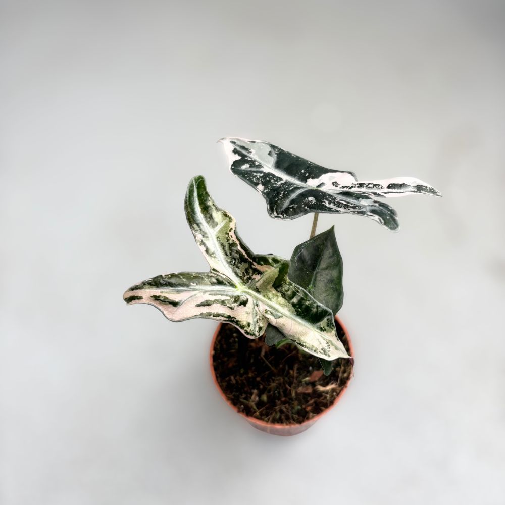Alocasia Nobilis Pink Variegata - Downtown Plant Club