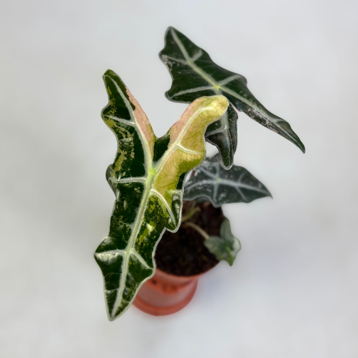 Alocasia Nobilis Pink Variegata