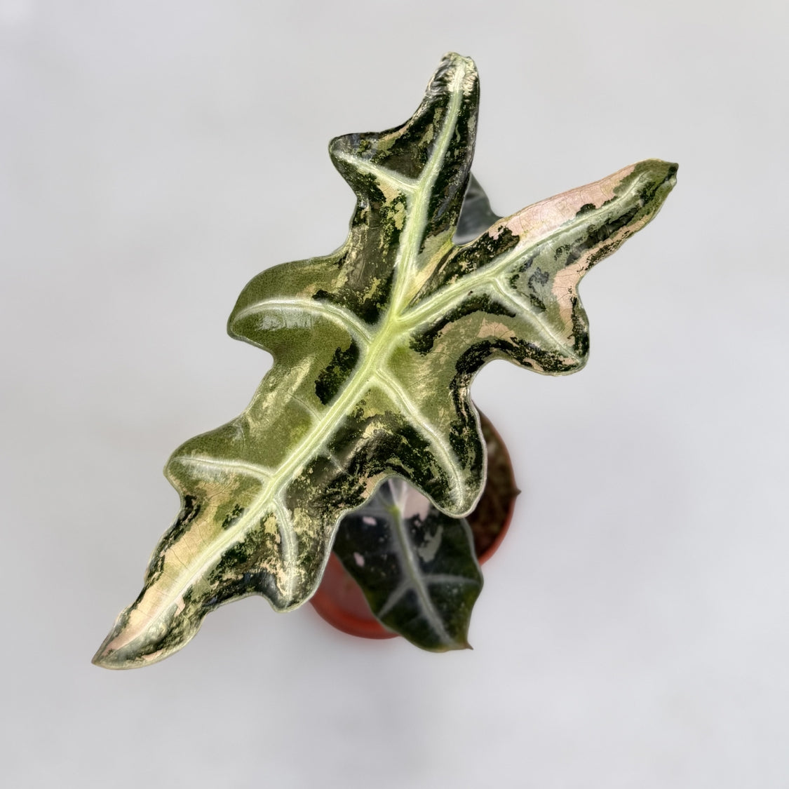 Alocasia Nobilis Pink Variegata by Downtown Plant Club