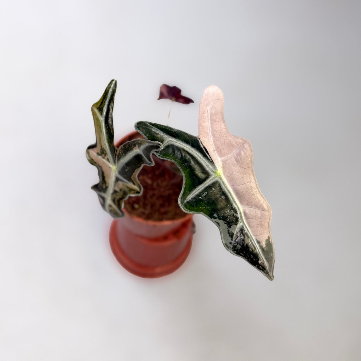 Alocasia Nobilis Pink Variegata by Downtown Plant Club