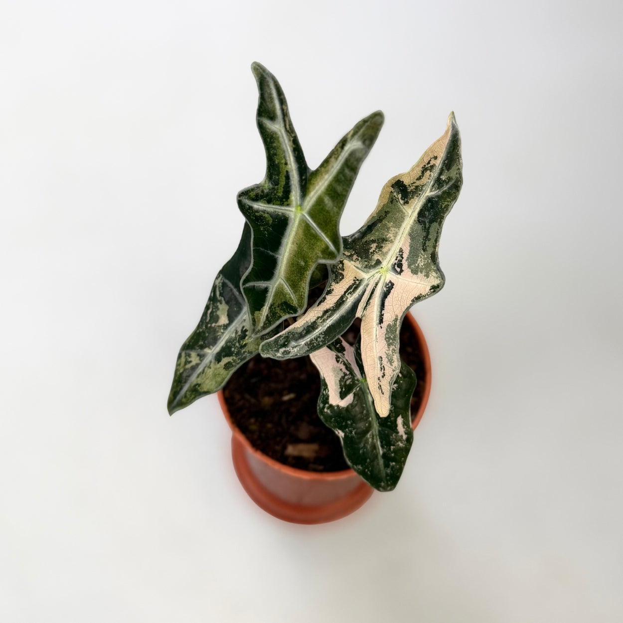Alocasia Nobilis Pink Variegata by Downtown Plant Club
