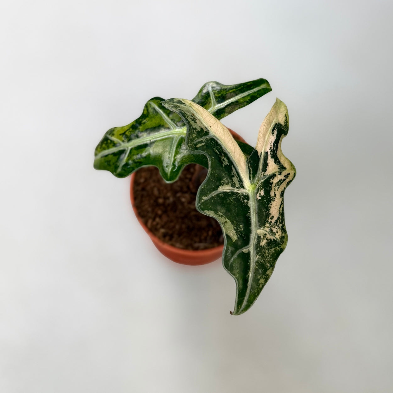 Alocasia Nobilis Pink Variegata by Downtown Plant Club