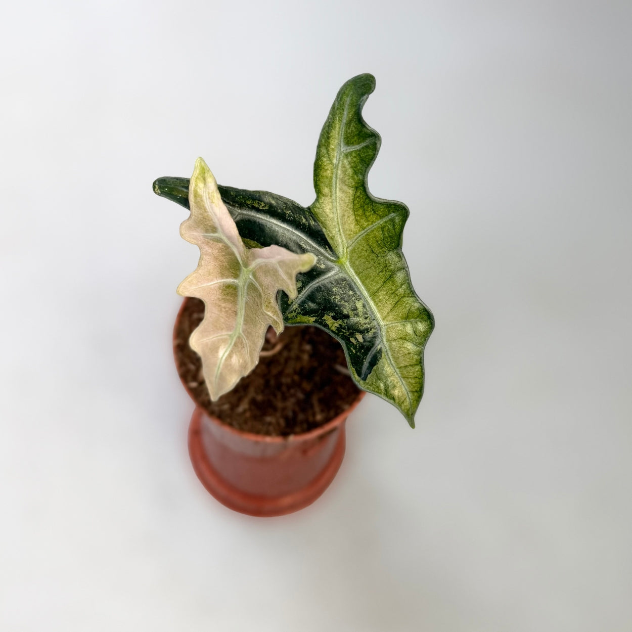 Alocasia Nobilis Pink Variegata by Downtown Plant Club