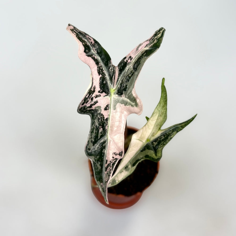 Alocasia Nobilis Pink Variegata