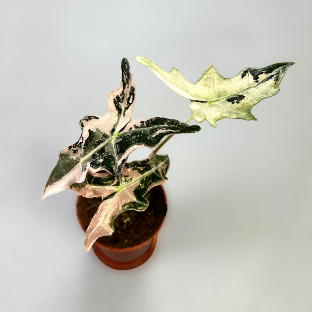 Alocasia Nobilis Pink Variegata - Downtown Plant Club