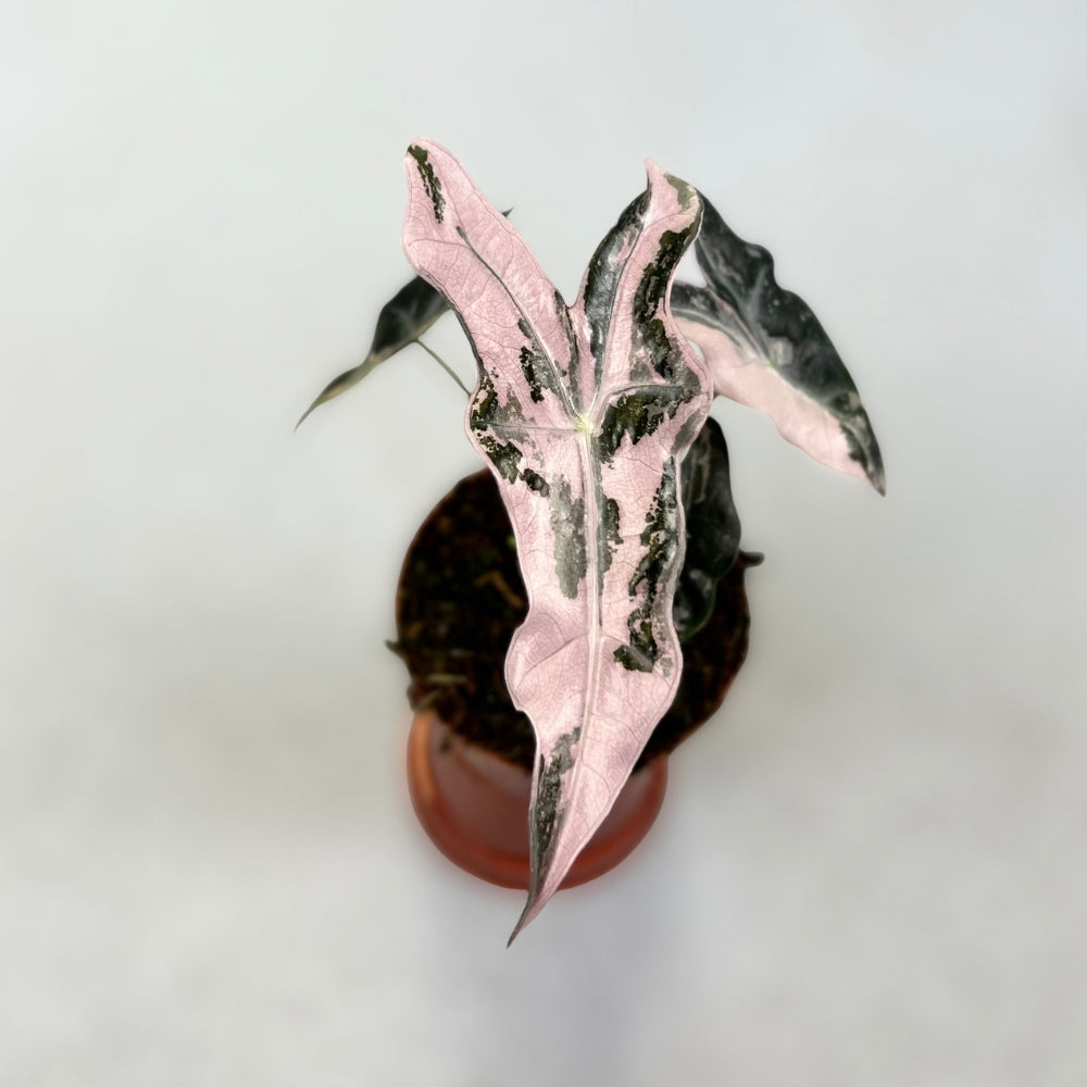 Alocasia Nobilis Pink Variegata
