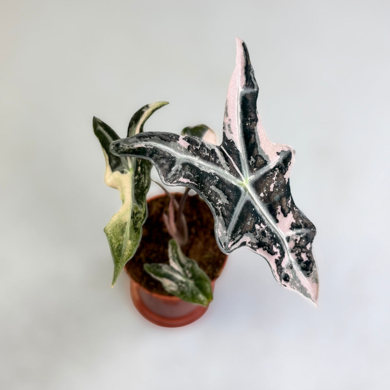 Alocasia Nobilis Pink Variegata