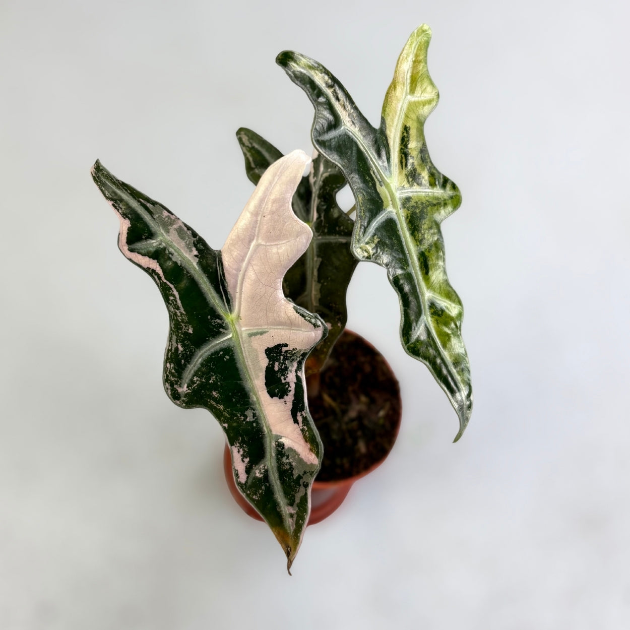 Alocasia Nobilis Pink Variegata