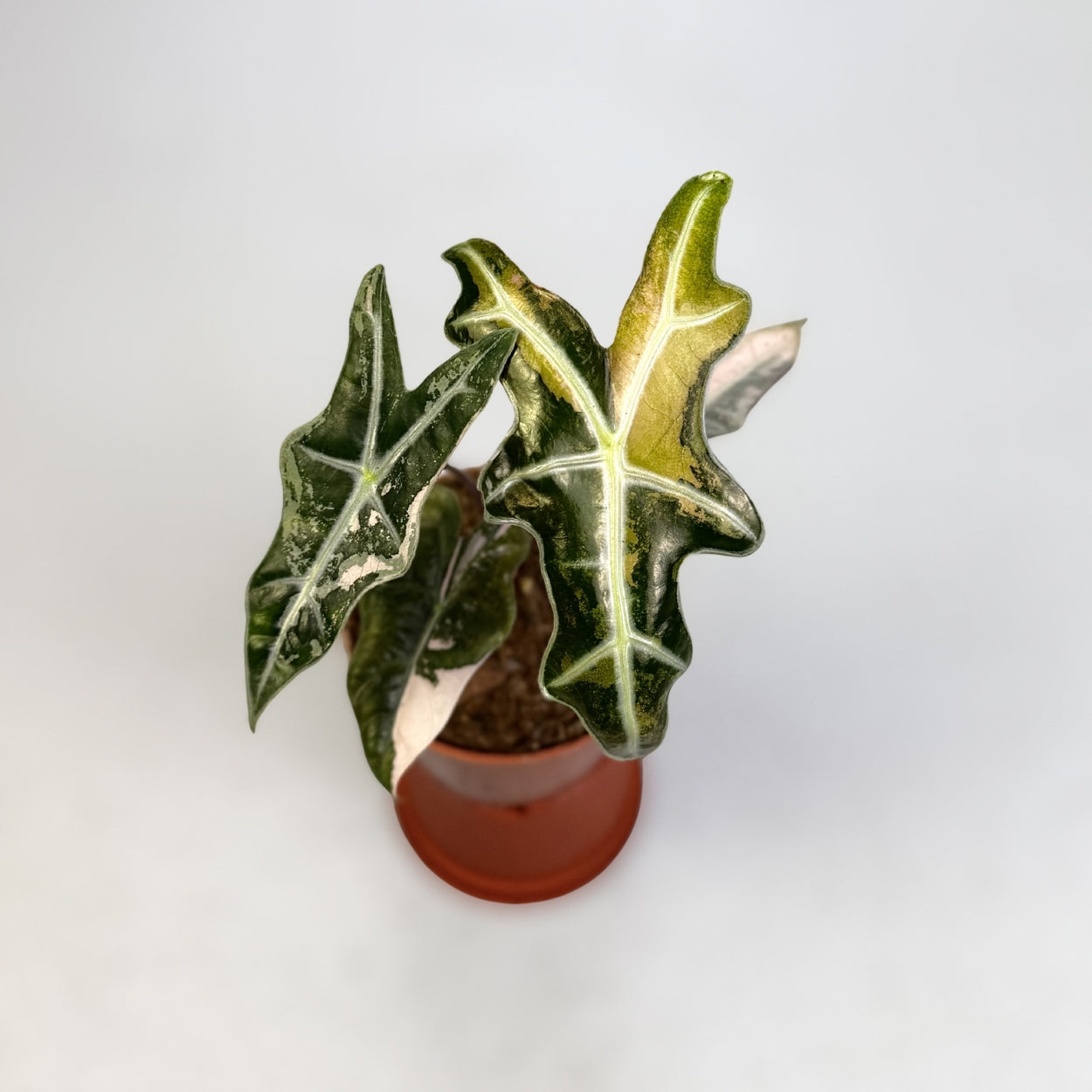 Alocasia Nobilis Pink Variegata