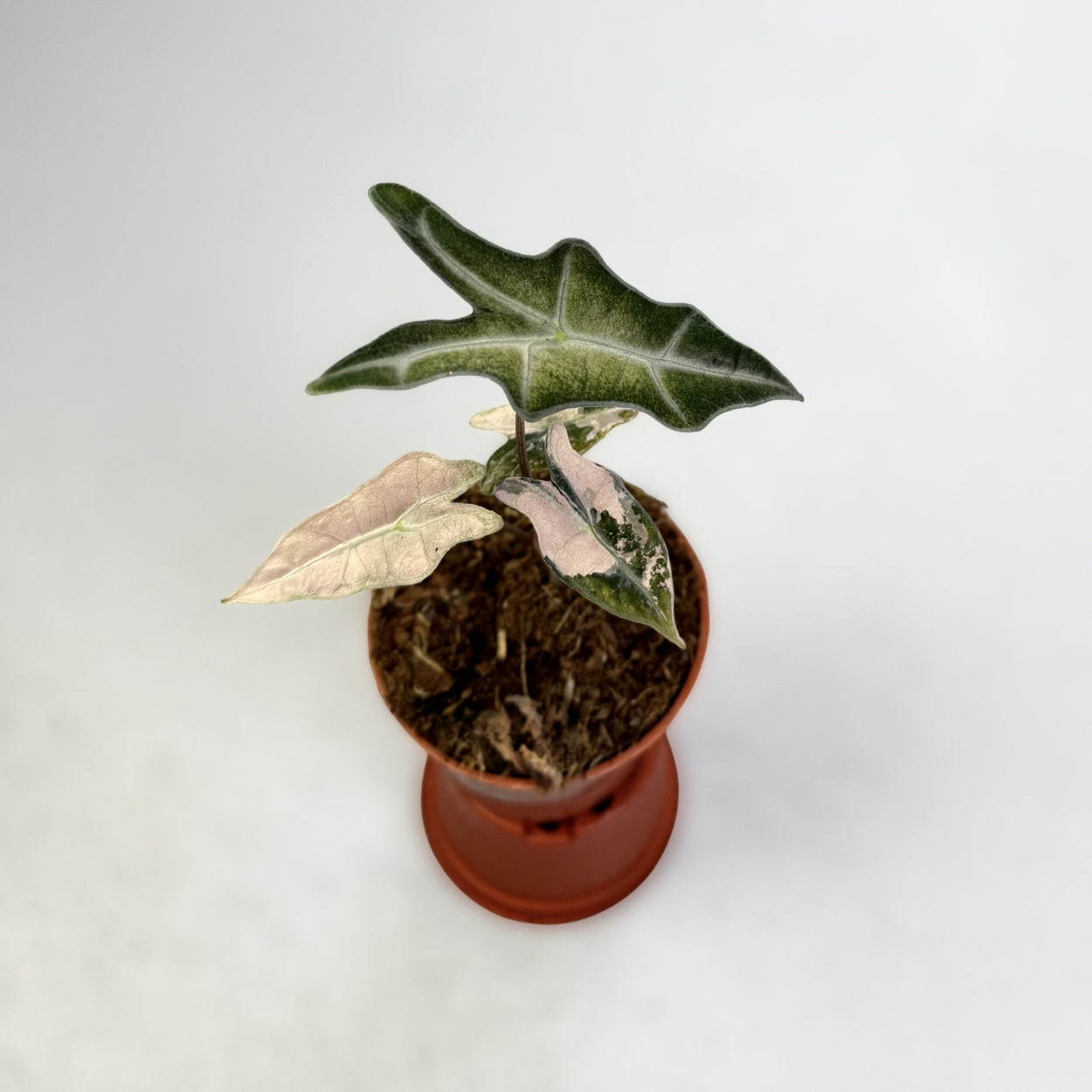 Alocasia Nobilis Pink Variegata